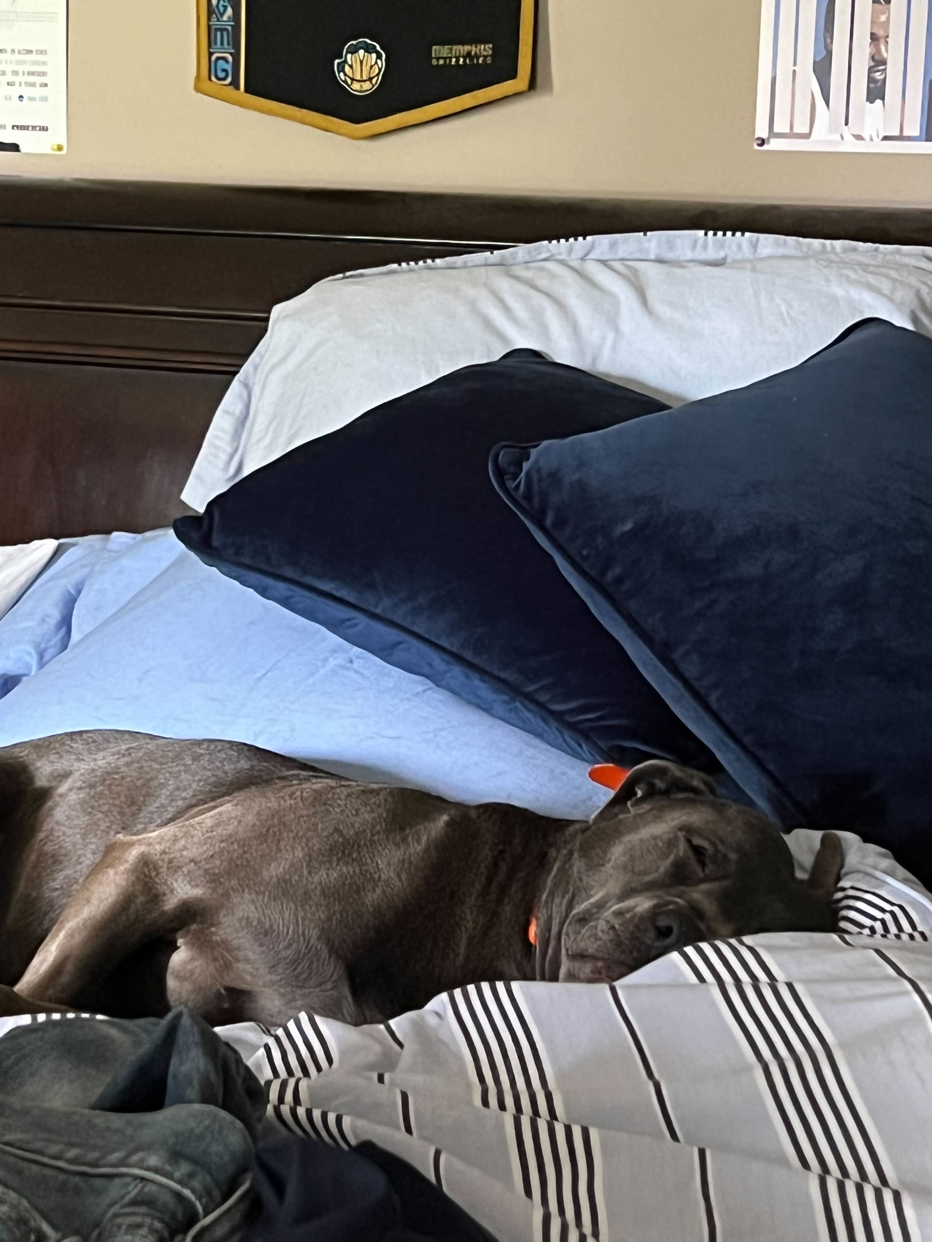 Blu asleep on Cooper's bed.